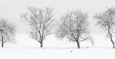 Hokkaido jour 10 : Kamoidake et les 4 arbres