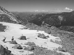 Alpine Ibex | Vallée des Encombres