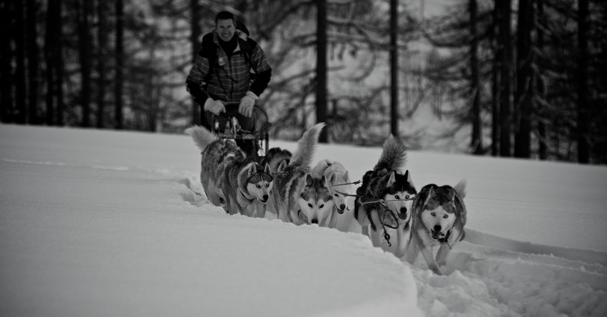 Loisir Chiens De Traîneau Evasion Nordique à Vallorcine