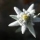 Avatar sweltje